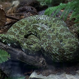 Mangshan Pit Viper/ Protobothrops mangshanensis