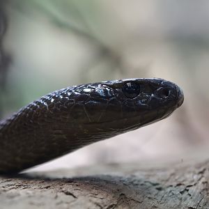 Inland Taipan/ Oxyuranus microlepidotus