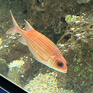 Squirrelfish ID