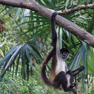 Geoffroy’s Spider Monkey