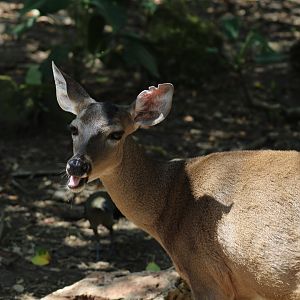 Central American White Tailed Deer