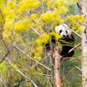 Giant Panda in a Tree