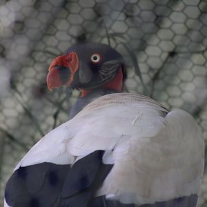 King Vulture