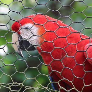 Scarlet Macaw