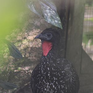 Crested Guan