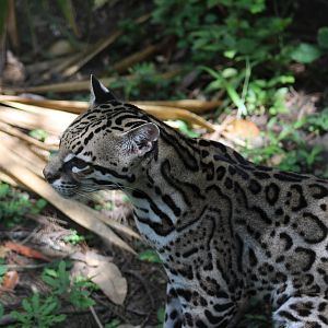 Ocelot