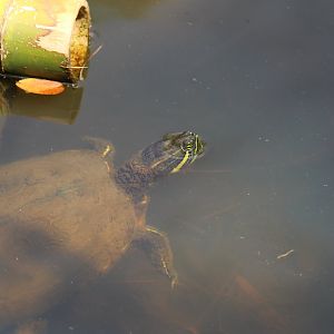 Meso American Slider