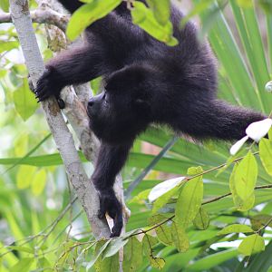 Black Howler Monkey