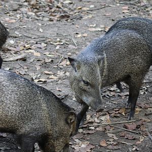 Collared Peccaries
