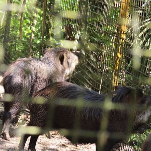 White Lipped Peccaries