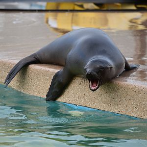California Sea Lion pup