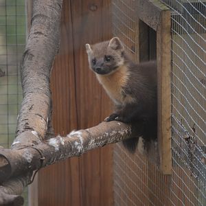 European Pine Marten