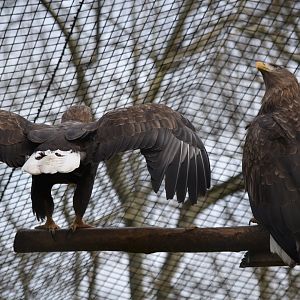 White-Tailed Eagles
