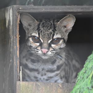 Margay
