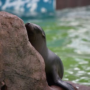 California Sea Lion pup