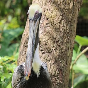 Brown Pelican