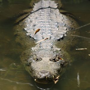 Morelet’s Crocodile