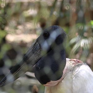 Jabiru