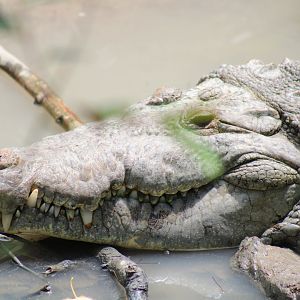 American Crocodile