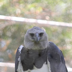 Harpy Eagle