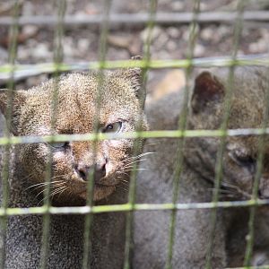 Jaguarundis
