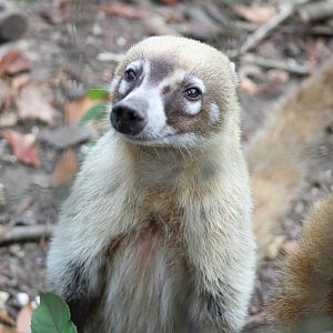 White Nosed Coati