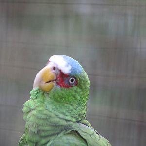 White Fronted Amazon