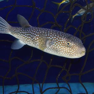 Starry toado (Arothron firmamentum)