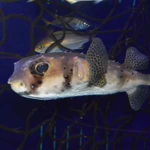 Spotfin burrfish (Chilomycterus reticulatus)