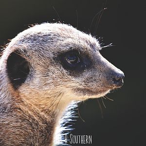 Meerkat