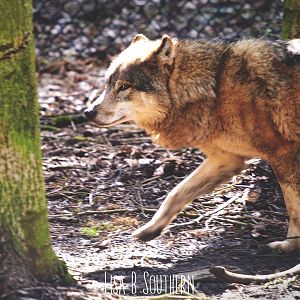 European Wolf