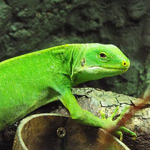 Fiji Banded Iguana