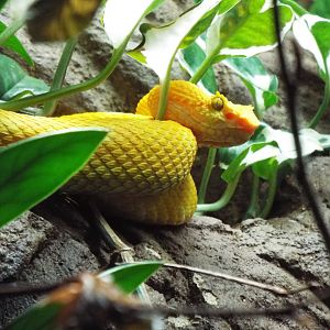 Eyelash Viper