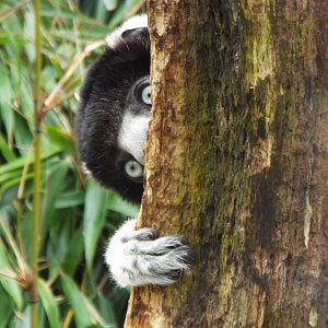 Crowned Sifaka