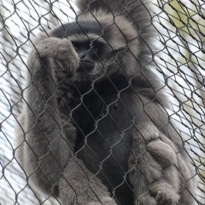 Javan Gibbon