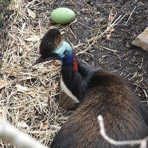 Southern Cassowary with egg