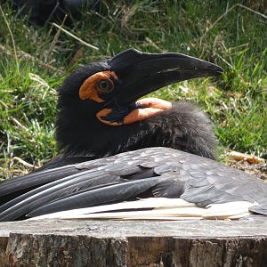 Southern Ground Hornbill