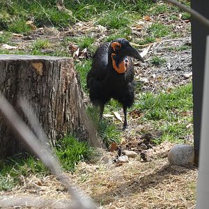Southern Ground Hornbill