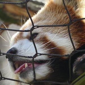 Red Panda