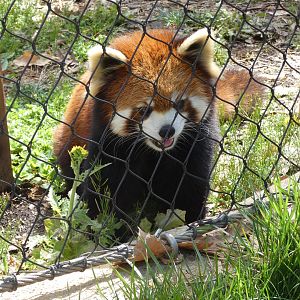 Red Panda "Ravi"