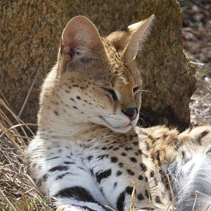 Serval at the Greensboro Science Center