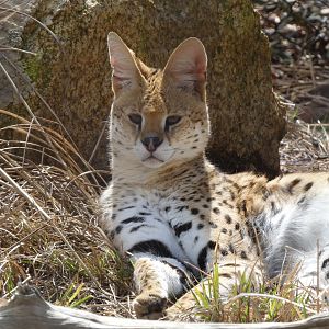 Serval at the Greensboro Science Center