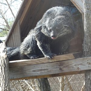 Binturong at the Greensboro Science Center