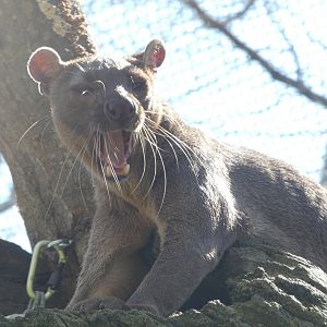 Fossa at the Greensboro Science Center