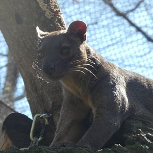 Fossa at the Greensboro Science Center