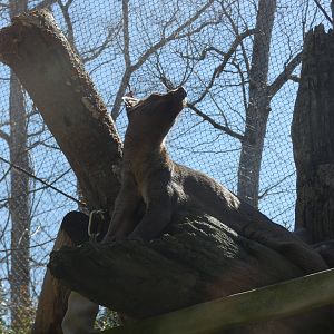 Fossa at the Greensboro Science Center