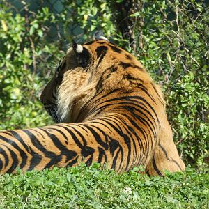 Sumatran Tiger at the Greensboro Science Center