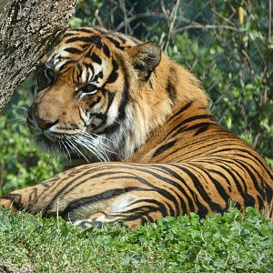 Sumatran Tiger at the Greensboro Science Center