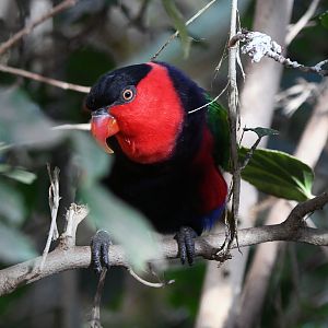 Black capped lory