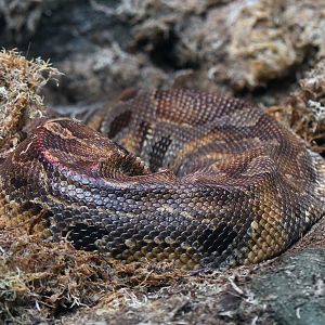 Bornean blood python